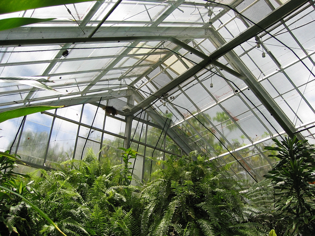 077 Kuranda Butterfly Sanctuary.jpg